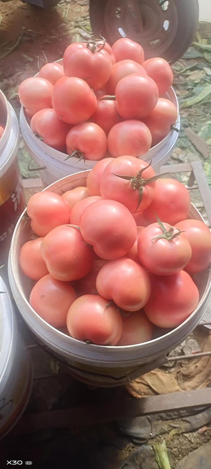 山东西红柿，山东硬粉西红柿，大量现货供应价格便宜全国代发