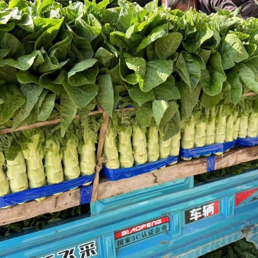 莴笋大红尖叶莴笋三清莴笋青皮青肉代发全国各地