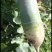 水果萝卜滞销100吨