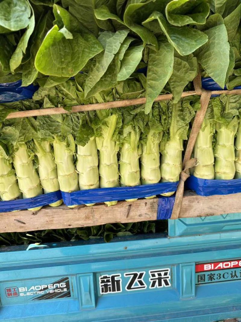 莴笋大红尖叶莴笋三清莴笋青皮青肉代发全国各地
