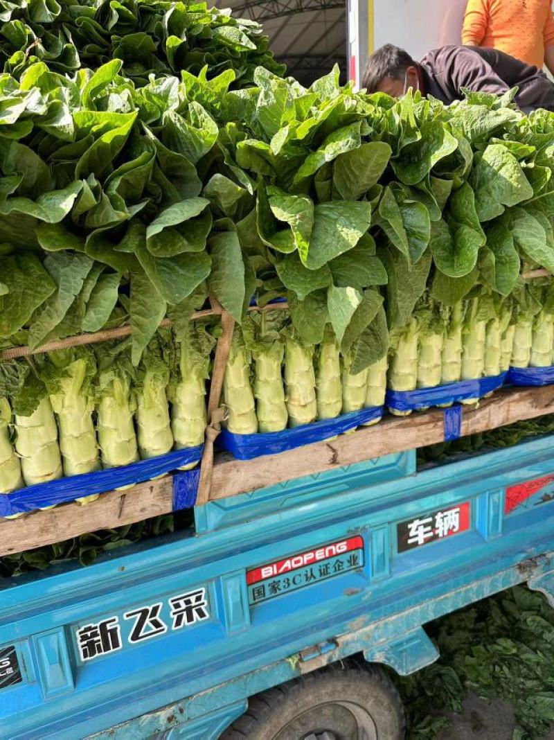 莴笋大红尖叶莴笋三清莴笋青皮青肉代发全国各地