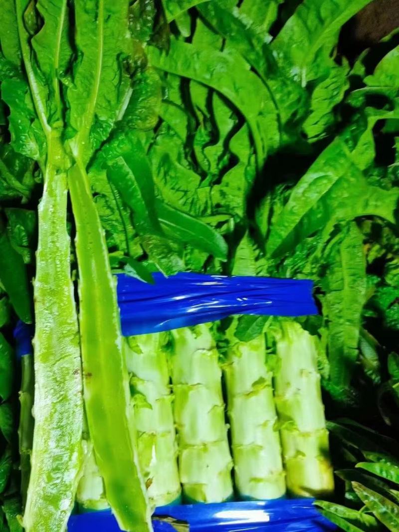 莴笋大红尖叶莴笋三清莴笋青皮青肉代发全国各地