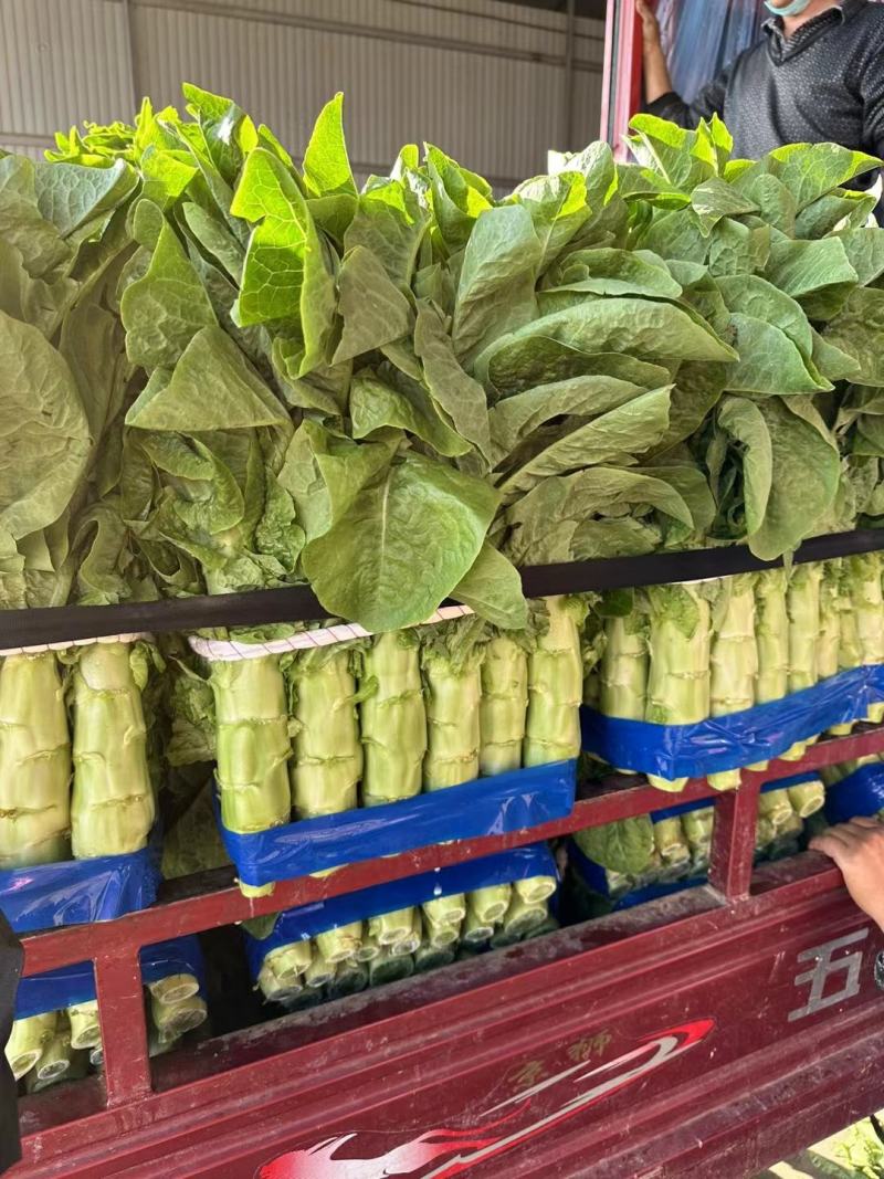 莴笋大红尖叶莴笋三清莴笋青皮青肉代发全国各地