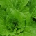 白菜，飘儿菜