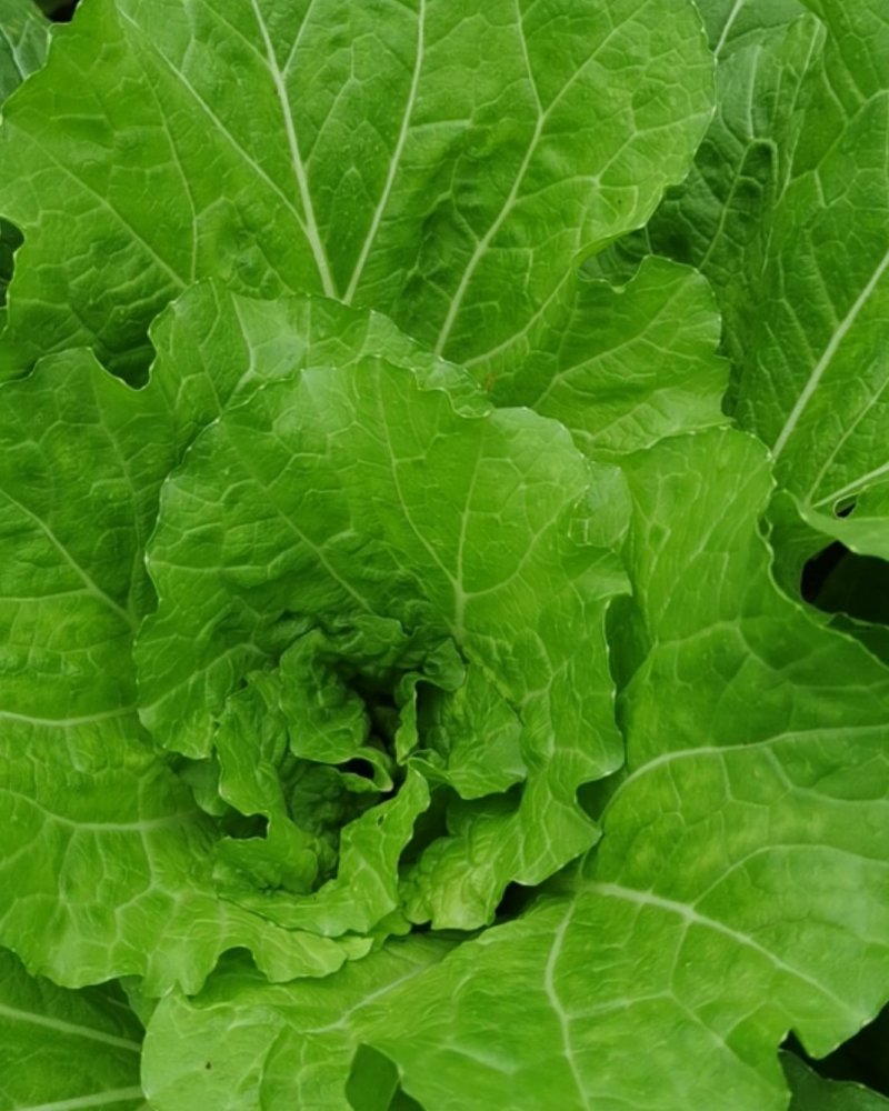 白菜，飘儿菜