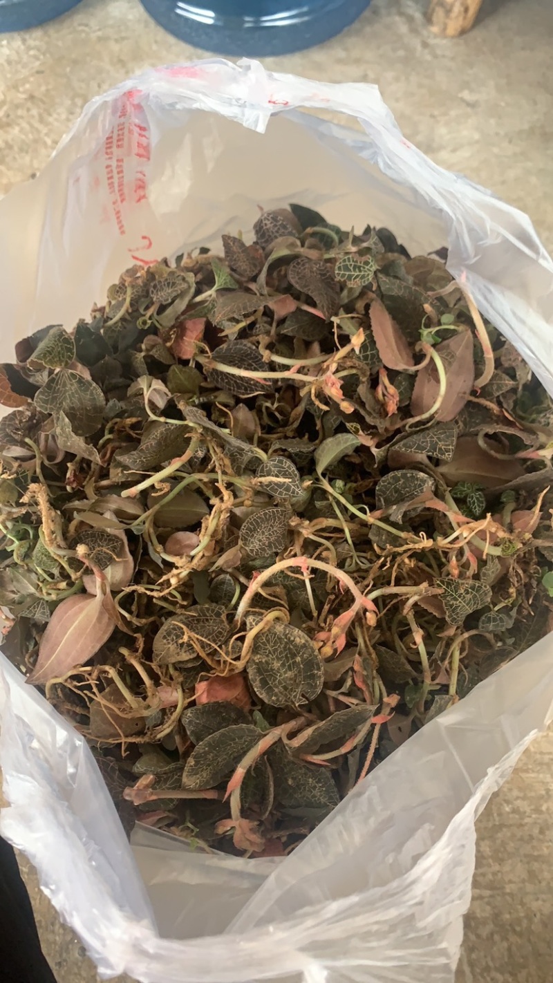 野生金线莲！懂货来