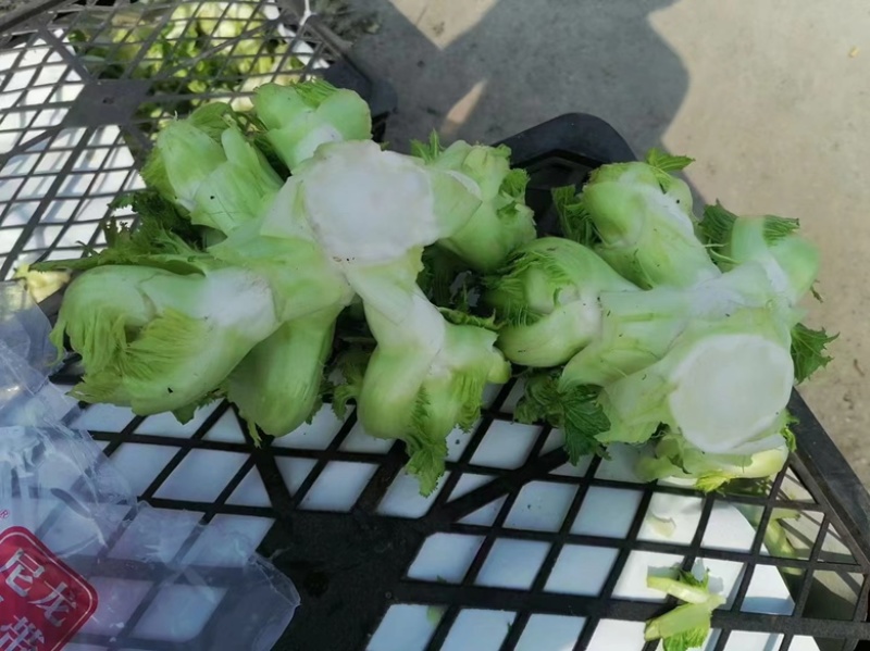 安徽砀山儿菜子母菜货源充足产地直发欢迎各地老板前来咨询！