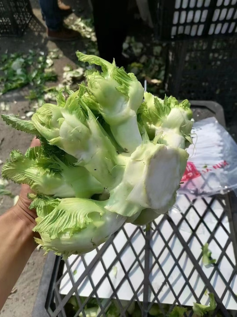 安徽砀山儿菜子母菜货源充足产地直发欢迎各地老板前来咨询！