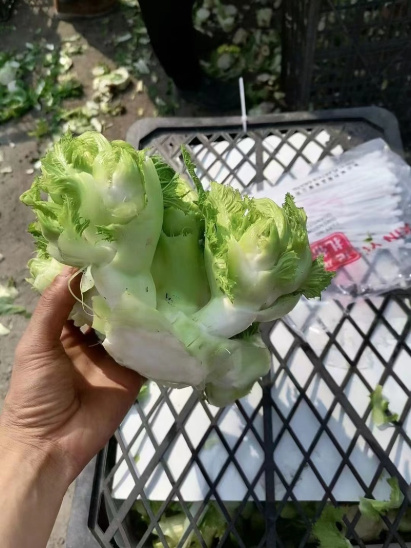 安徽砀山儿菜子母菜货源充足产地直发欢迎各地老板前来咨询！