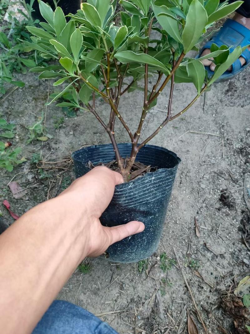 精品小盆栽瑞香浓香冬季开花