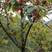 种苗毛叶山桐子苗，又叫水东瓜，它的果实，是天然的油料作物