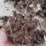 白芍芽好管理成活率高提供技术管理