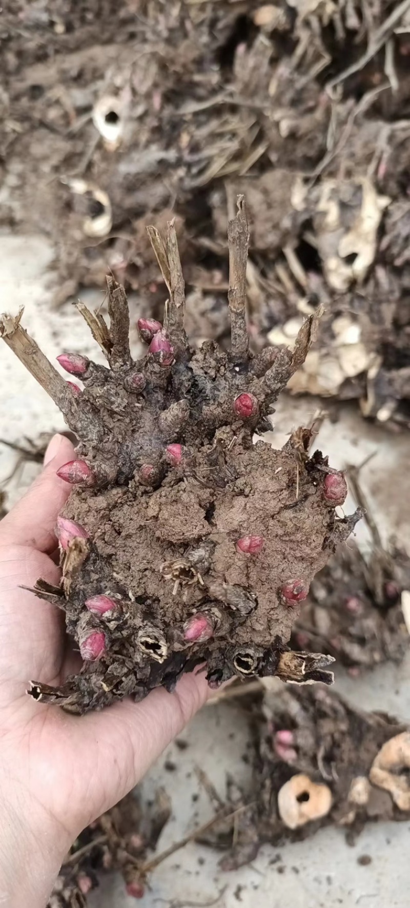 白芍芽好管理成活率高提供技术管理