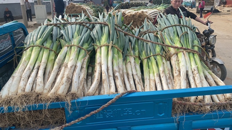 山东莱芜长白大葱，杆直白长，质量好，欢迎咨询，全国发货