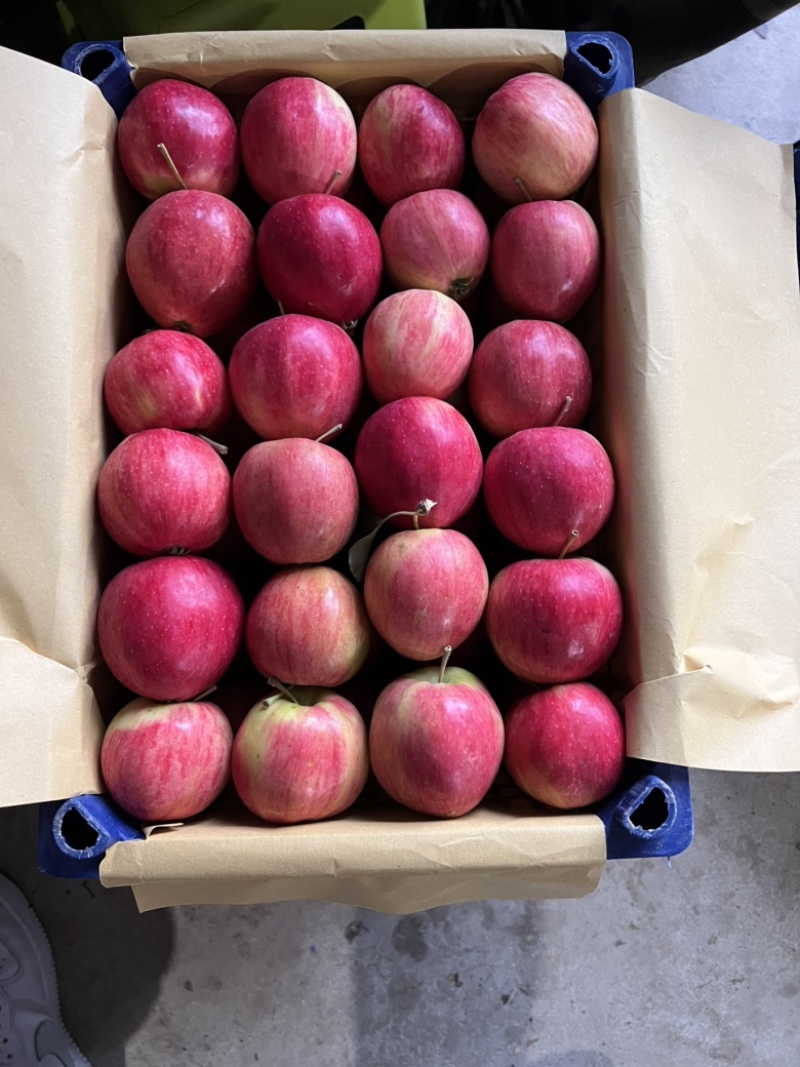 香槟小苹果，开原特产，一手货源，产地大量有货🍎期待合作