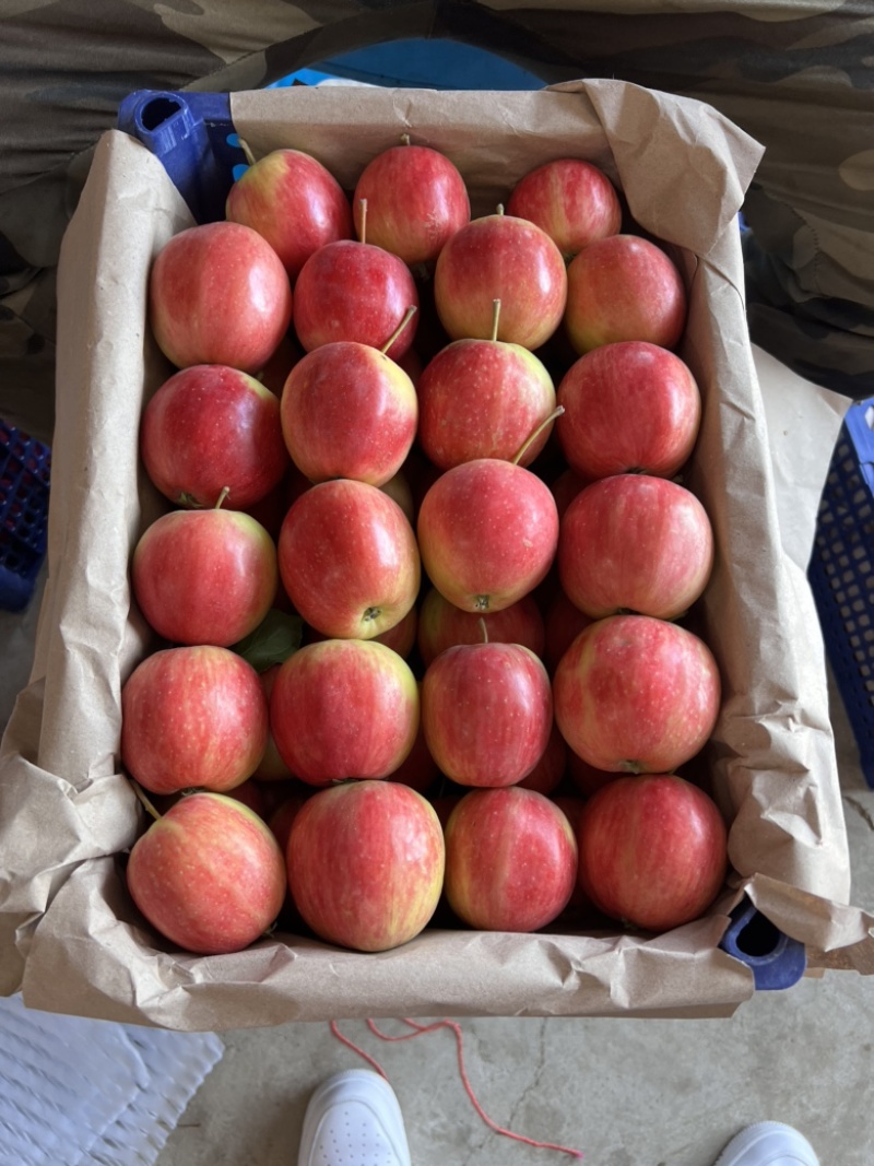 香槟小苹果，开原特产，一手货源，产地大量有货🍎期待合作
