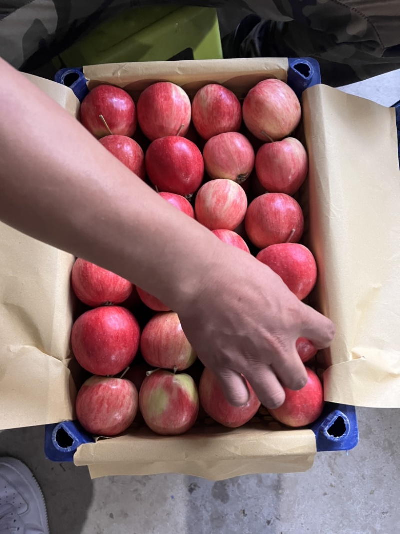 香槟小苹果，开原特产，一手货源，产地大量有货🍎期待合作