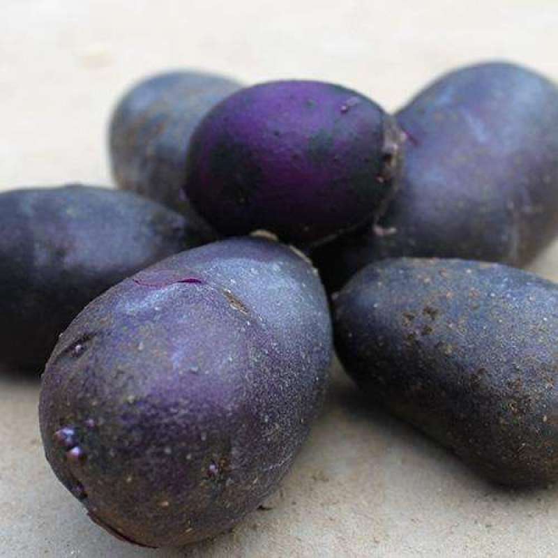 云南特色黑洋芋，黑金刚土豆量大从优，欢迎选购