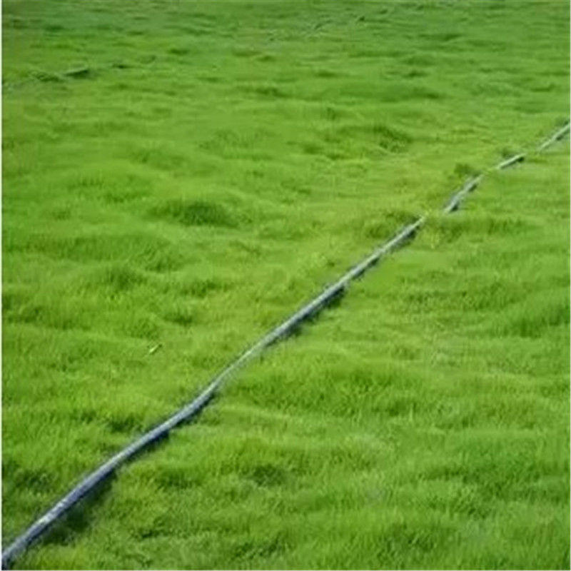日本结缕草种子进口草坪草籽四季长青矮生耐践踏庭院足球场草