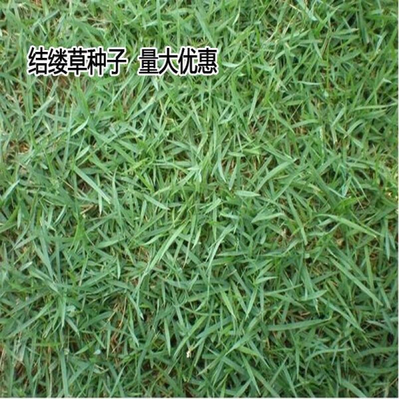 日本结缕草种子进口草坪草籽四季长青矮生耐践踏庭院足球场草