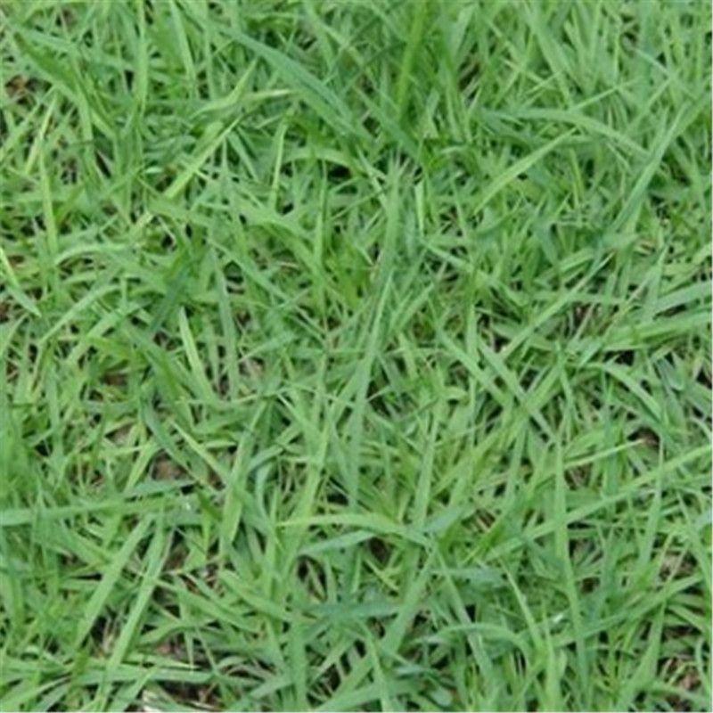 日本结缕草种子进口草坪草籽四季长青矮生耐践踏庭院足球场草