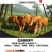 新鲜牛肋条肉4斤黄牛肋排肉剔骨牛排肉农家散养原切速冻包邮