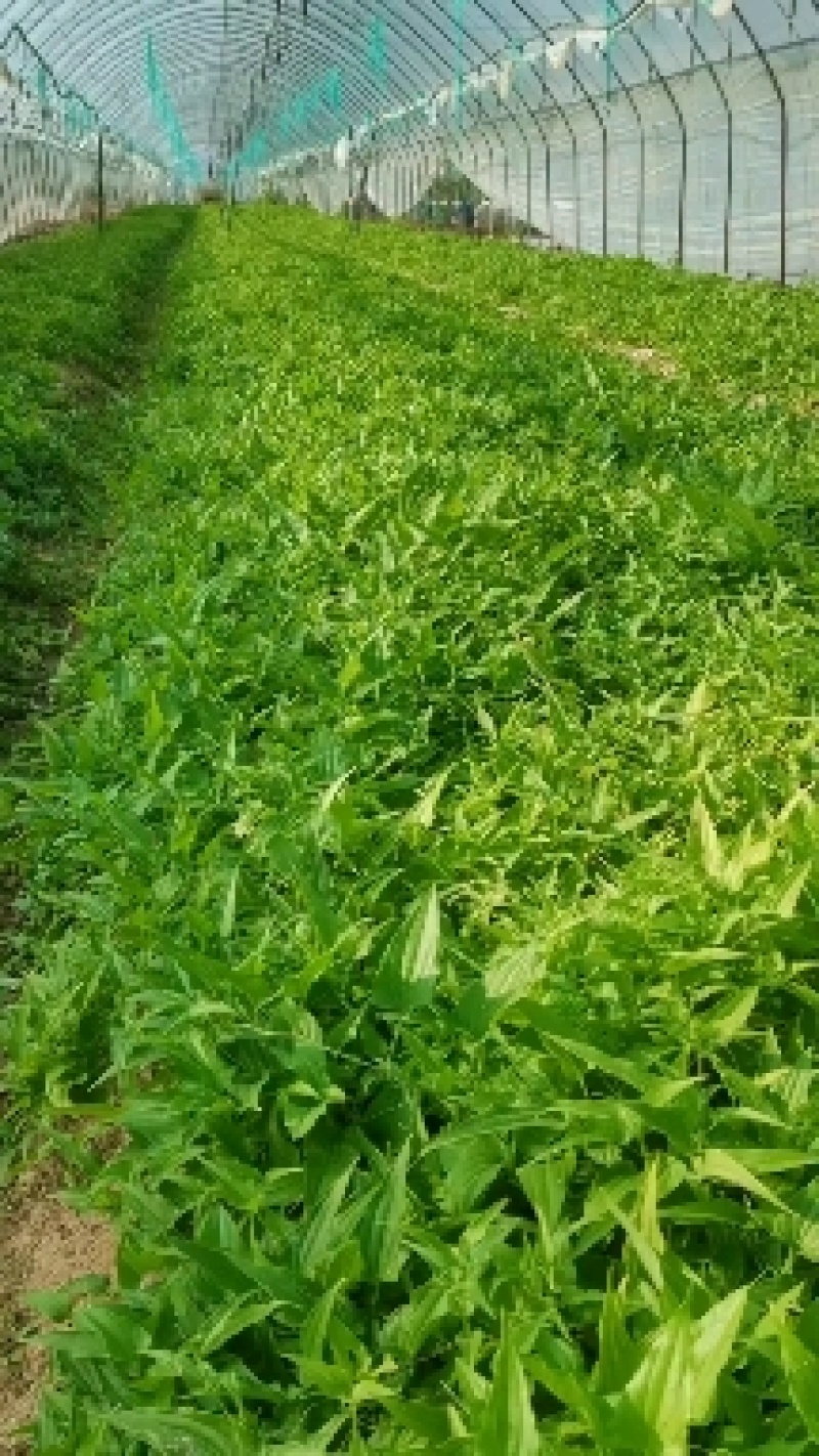 高产对叶百部种子，产量高，好管理，包回收，包教技术，包成