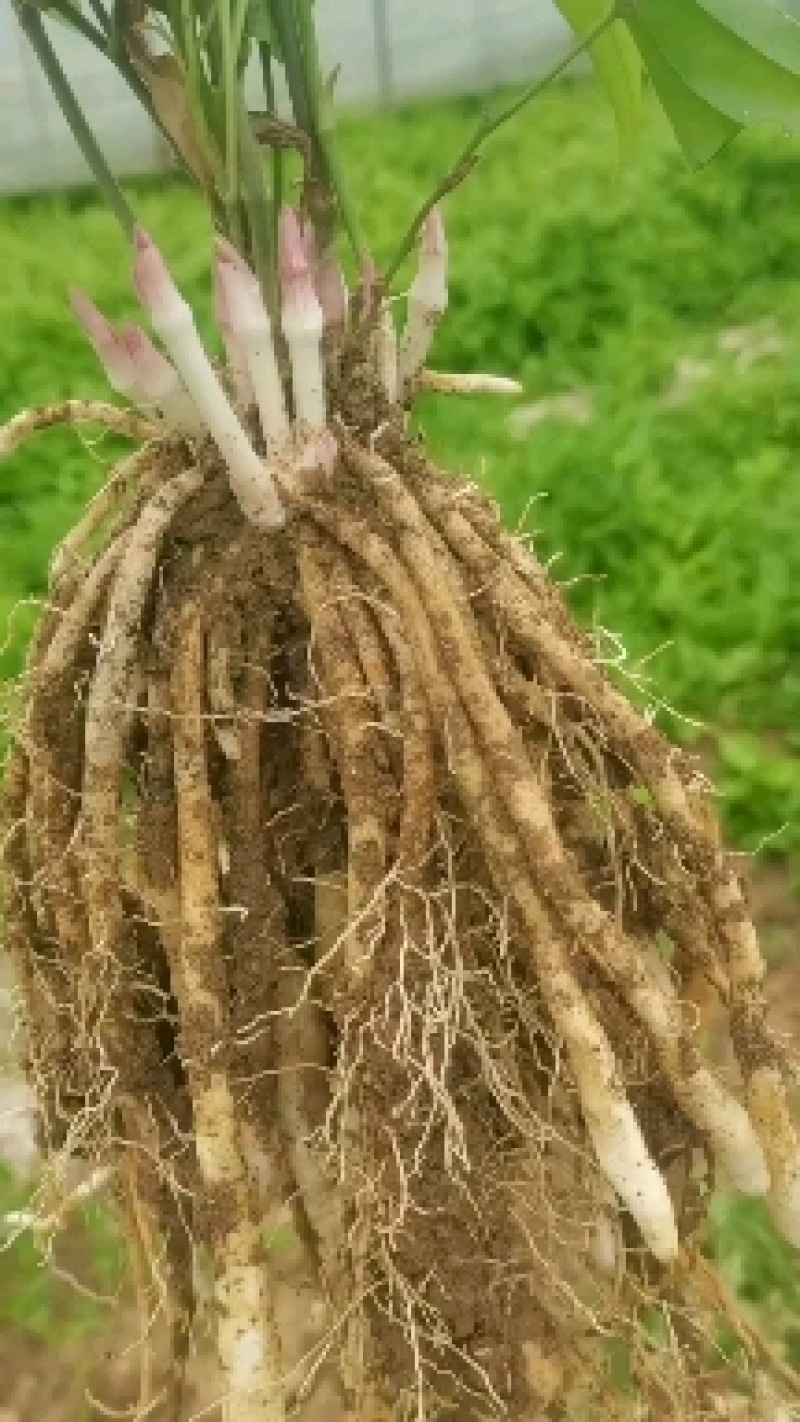 高产对叶百部种子，产量高，好管理，包回收，包教技术，包成