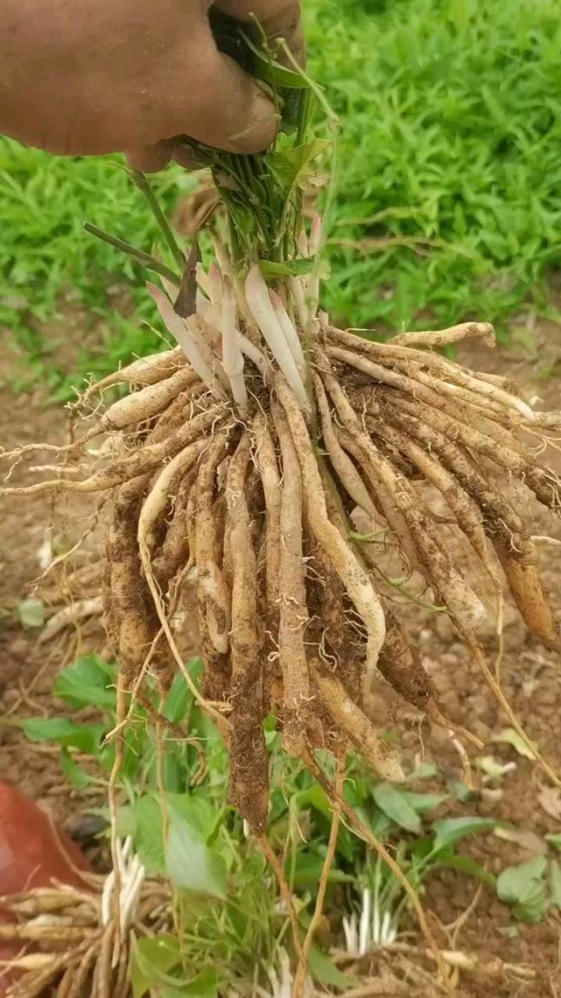 高产对叶百部种子，产量高，好管理，包回收，包教技术，包成