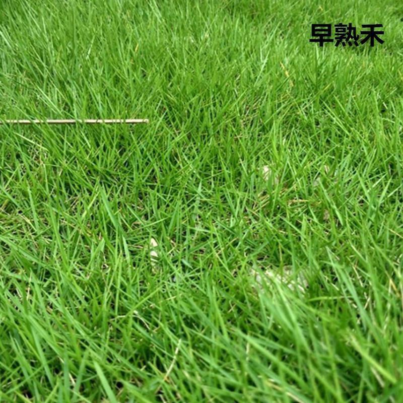 早熟禾草种子进口四季青草坪草籽不修剪绿化草皮护坡草籽耐寒