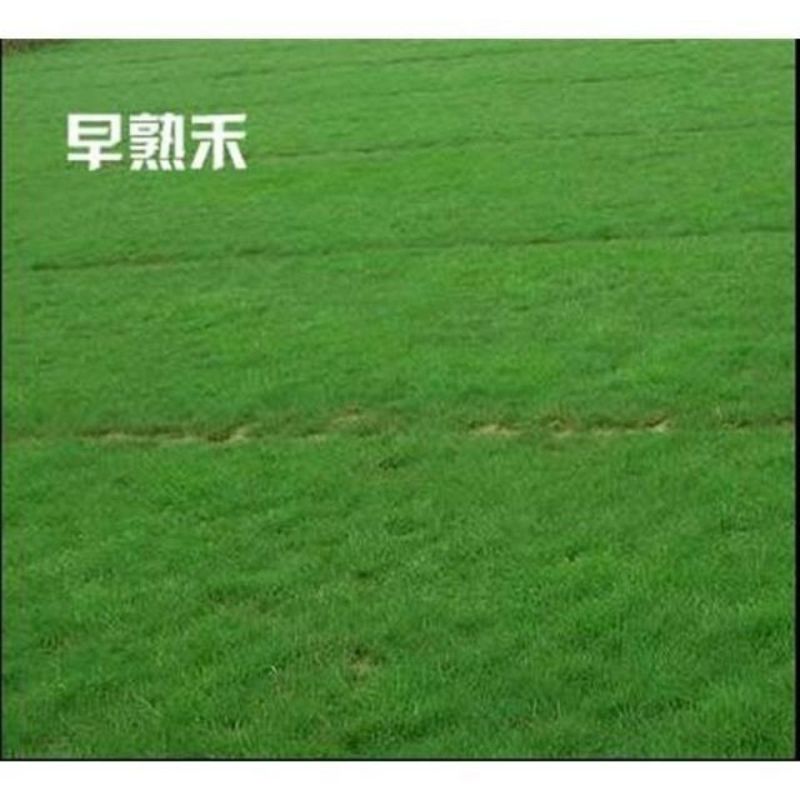 早熟禾草种子进口四季青草坪草籽不修剪绿化草皮护坡草籽耐寒