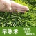 早熟禾草种子进口四季青草坪草籽不修剪绿化草皮护坡草籽耐寒