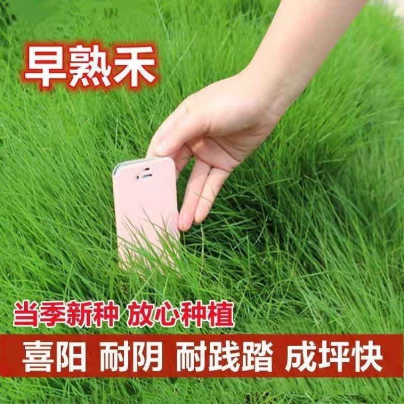早熟禾草种子进口四季青草坪草籽不修剪绿化草皮护坡草籽耐寒