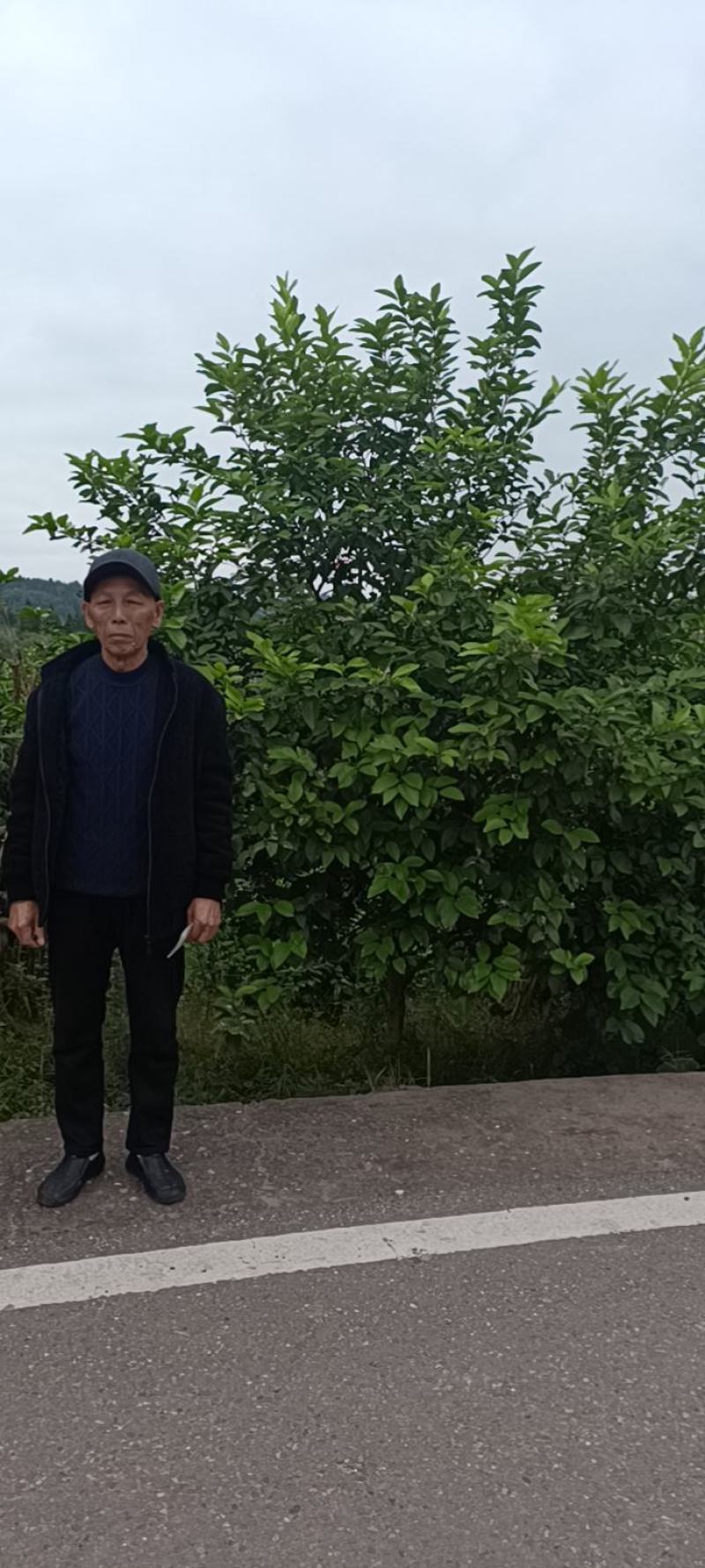 柠檬树，基地直发