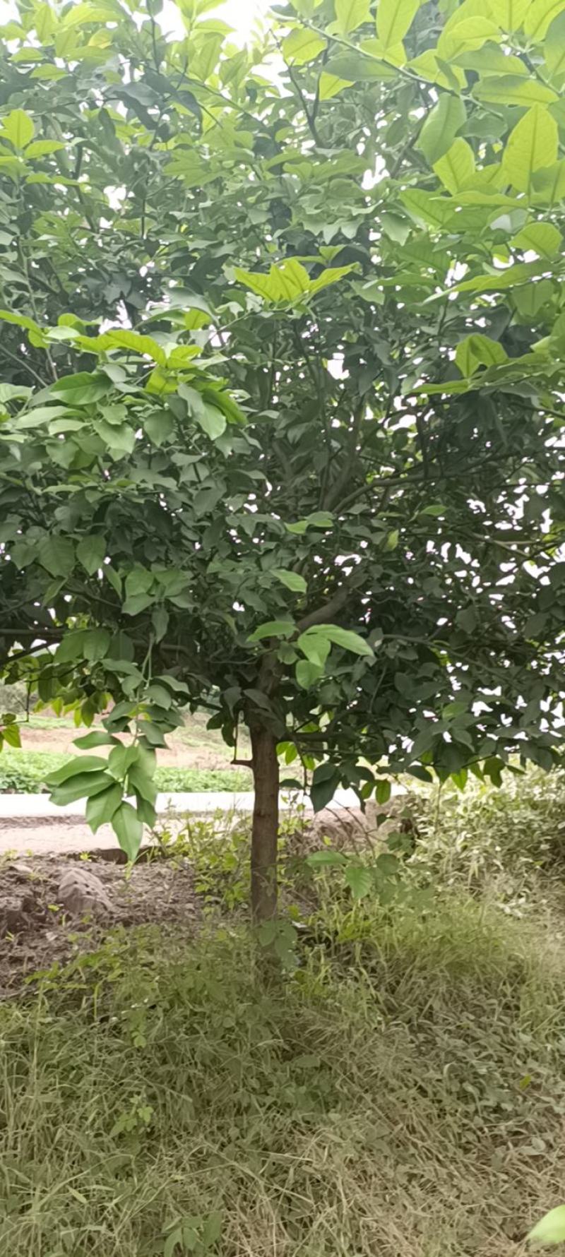 柠檬树，基地直发
