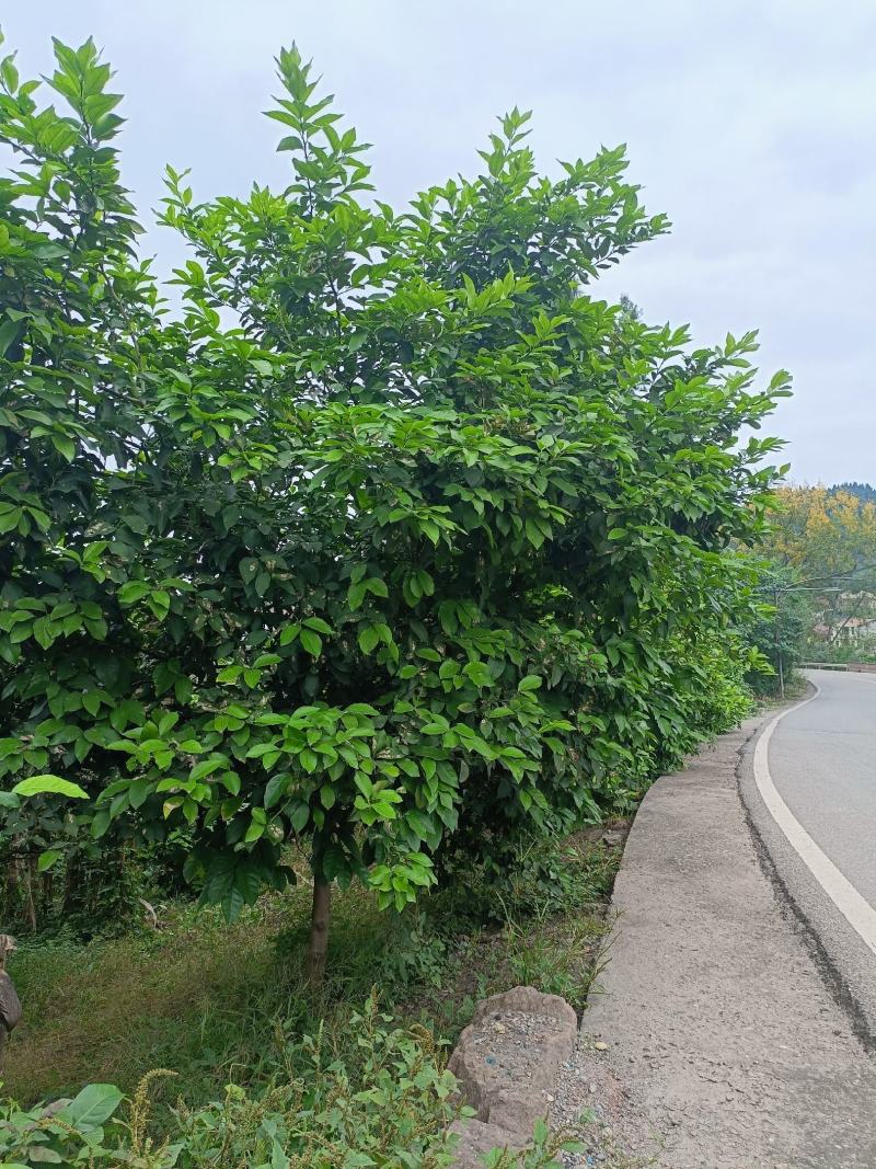 柠檬树，基地直发