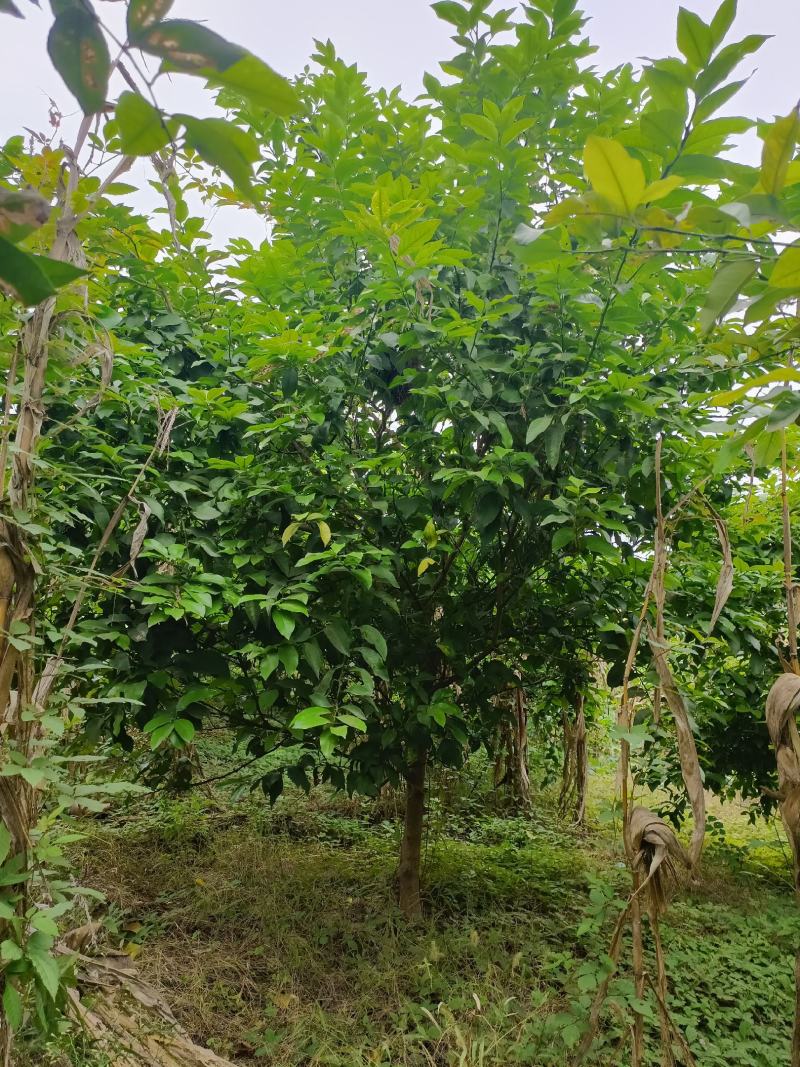 柠檬树，基地直发