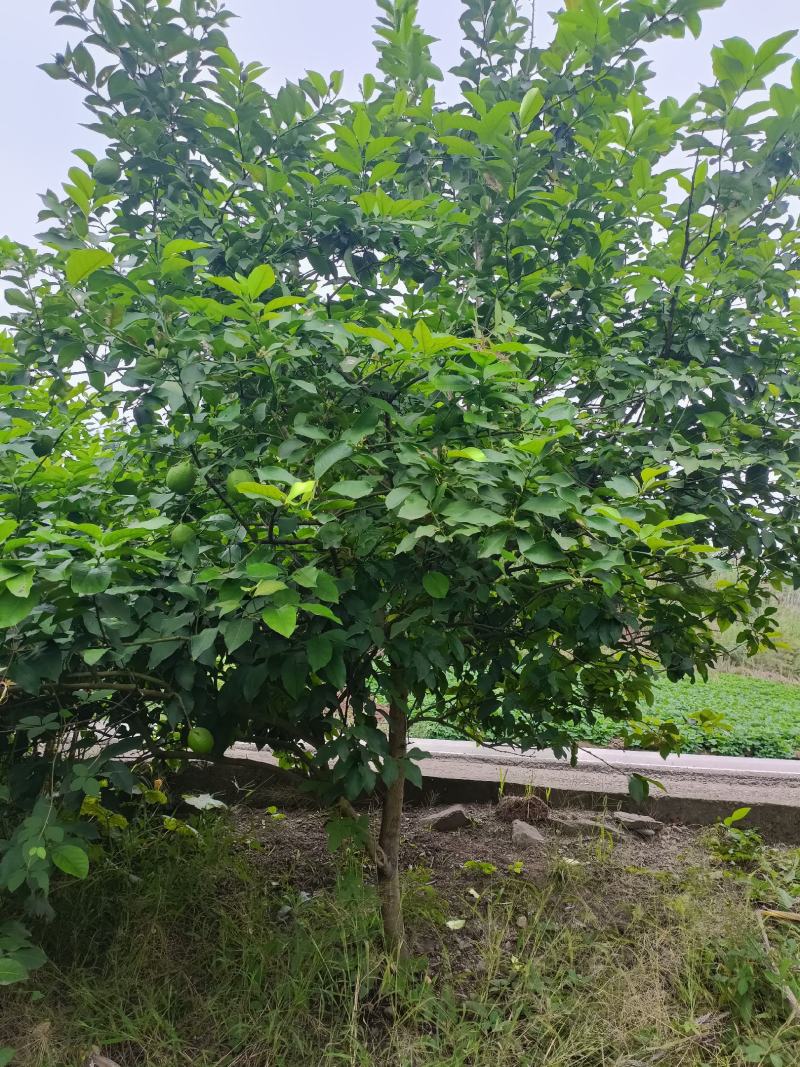 柠檬树，基地直发