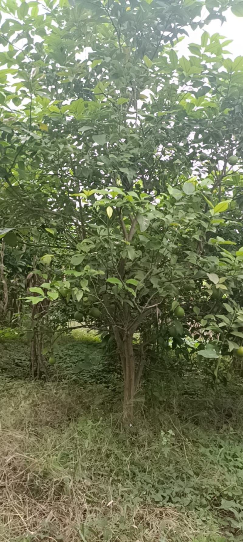 柠檬树，基地直发