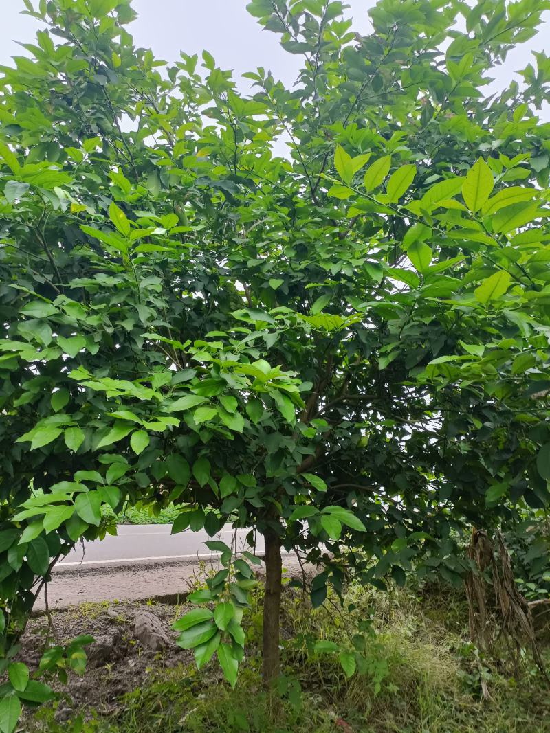 柠檬树，基地直发