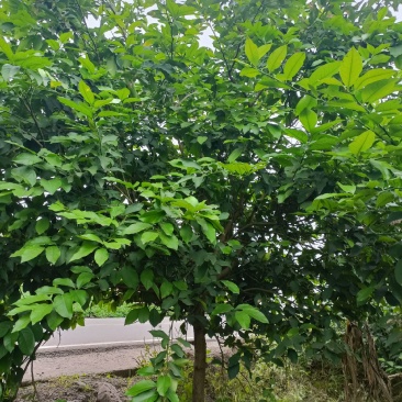 柠檬树，基地直发