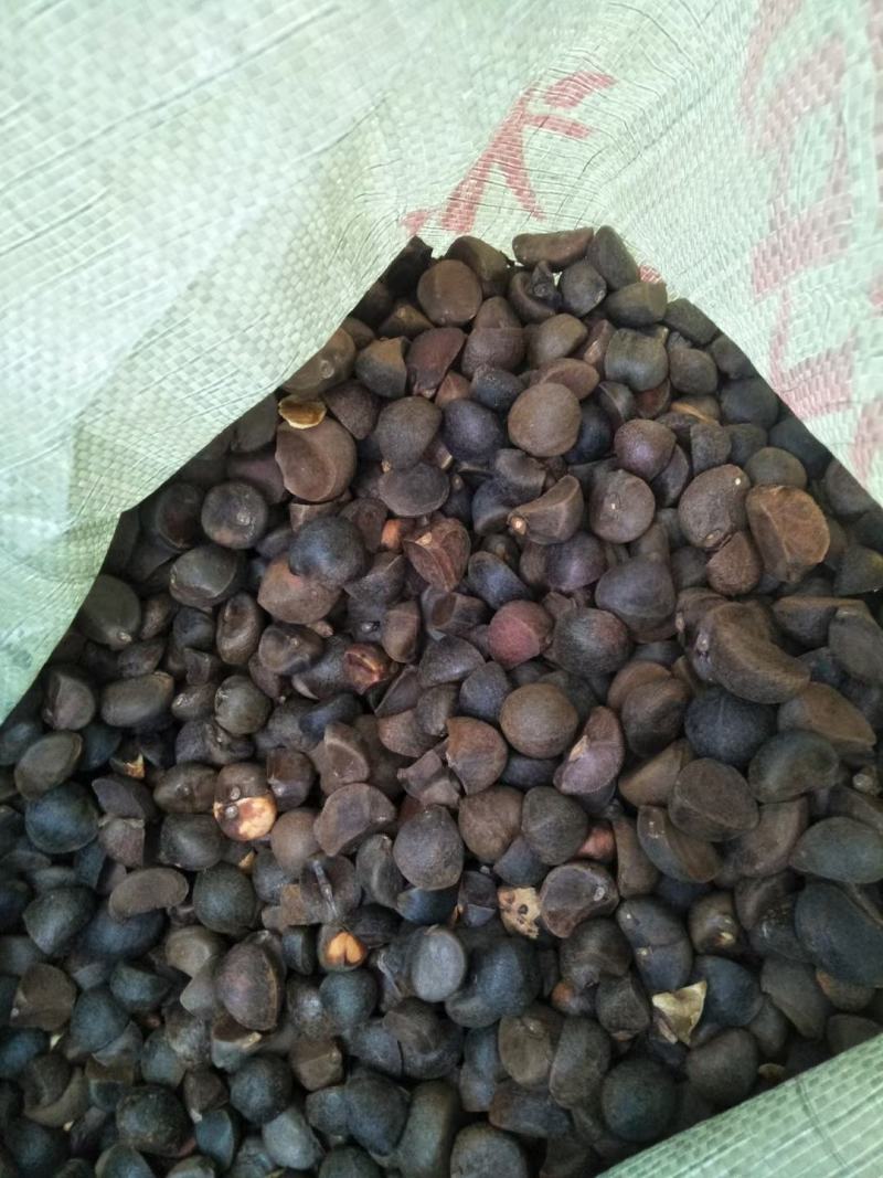 油茶种子，新采油茶种子大量供应，价格实惠，欢迎联系，下单