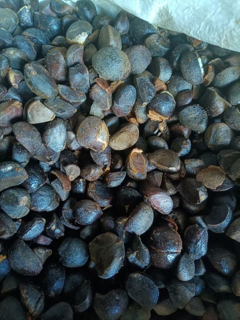油茶种子，新采油茶种子大量供应，价格实惠，欢迎联系，下单