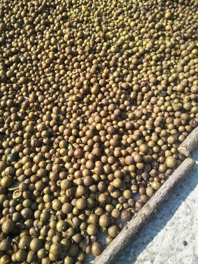 油茶种子，新采油茶种子大量供应，价格实惠，欢迎联系，下单