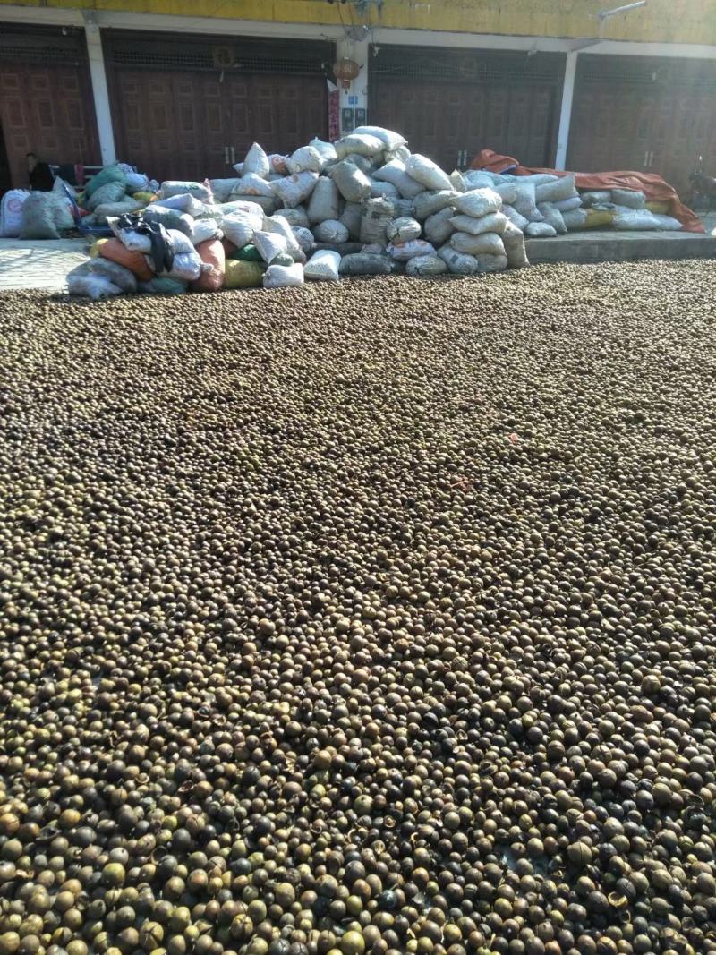 油茶种子，新采油茶种子大量供应，价格实惠，欢迎联系，下单