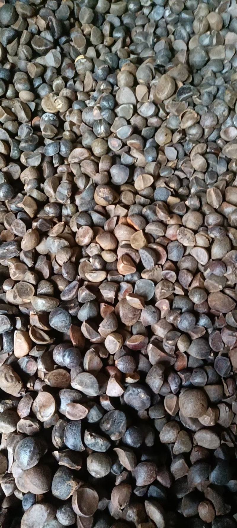 油茶种子，新采油茶种子大量供应，价格实惠，欢迎联系，下单