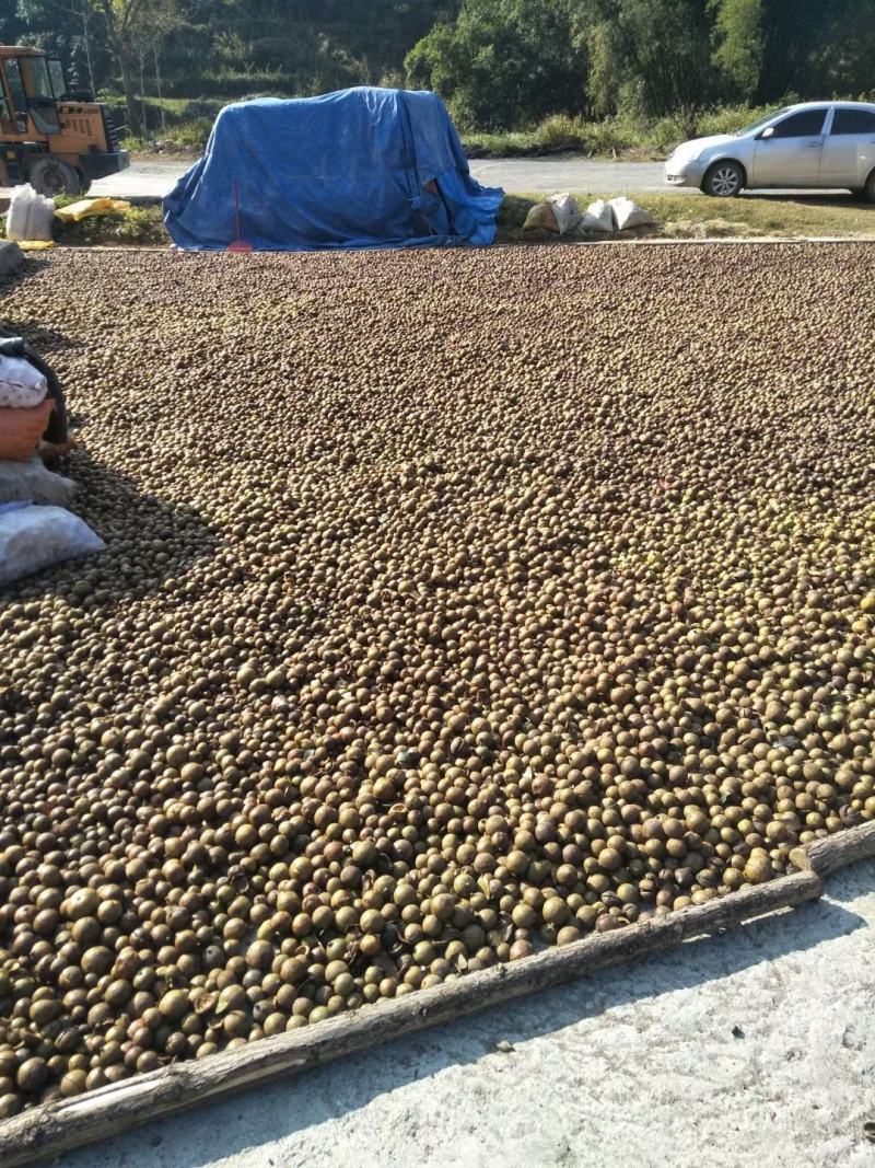 油茶种子，新采油茶种子大量供应，价格实惠，欢迎联系，下单