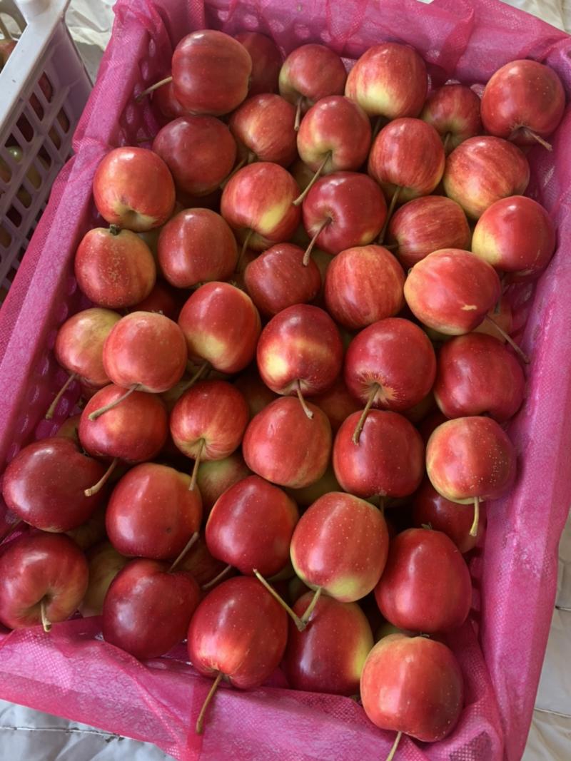 123小苹果，海棠果，口感脆甜，销量好，适合进出口和内销