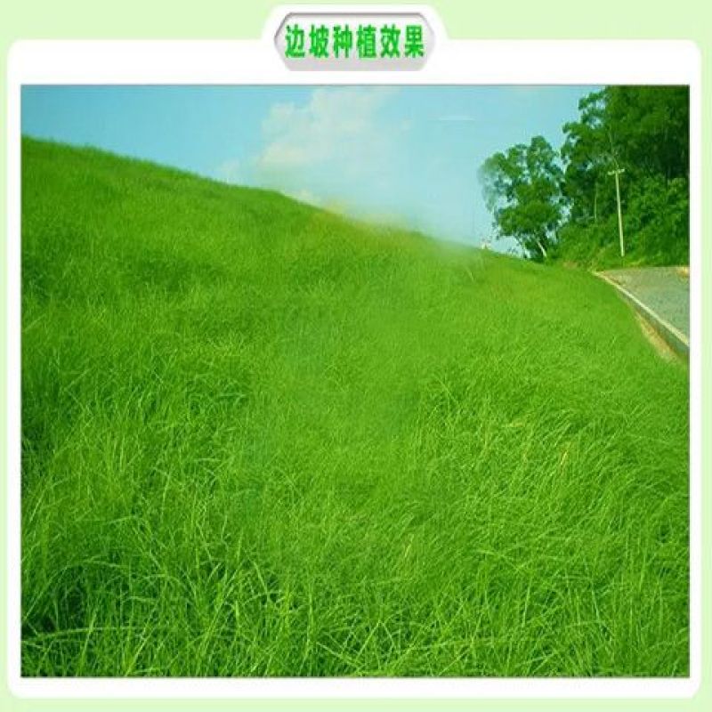 百喜草种子道路护坡水土保持牧草草籽公路堤坝绿化