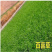 百喜草种子道路护坡水土保持牧草草籽公路堤坝绿化